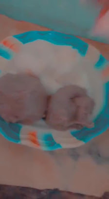 Ddpa Housing Estate estate near W T Odibo Housing Estate - 1.9km away